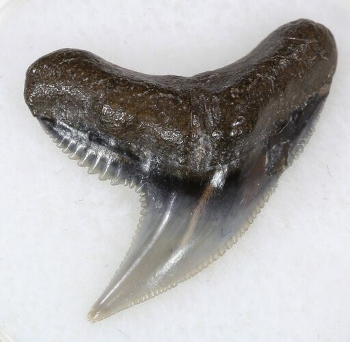 Sharp Fossil Tiger Shark Tooth - Lee Creek Mine #33944